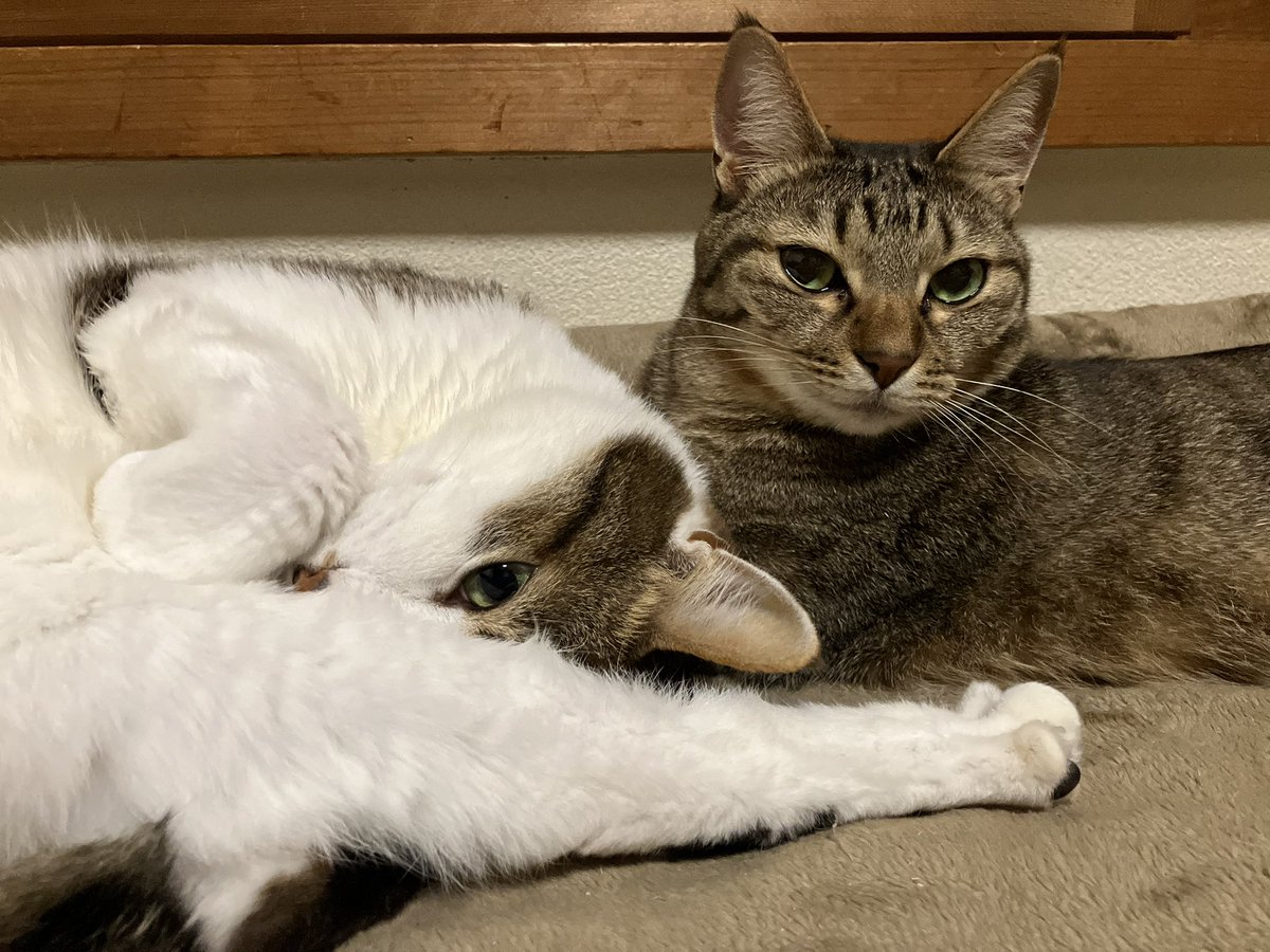 MoonRide88's tweet photo. 久しぶりにニトリ電気毛布を通電。ホカホカCATS(ﾟДﾟ)♨️ https://t.co/08gD126u0v