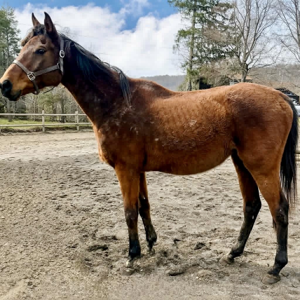 AfterFinishLine's tweet photo. June Grant #1 HiddenPondFarm-NH $2070 for Djinn Slippers-raced 2007-08 Suffolk-Thistledown-TampaBay-22y/o-will be therapy🐴.Americainaed raced 2020-23,earned $28K will be companion🐴 8y/o. Both rescued fr NY dealer. Grant 2 mos quarantine(weak to travel)-farrier-dental-vet exam https://t.co/RdX9XjHB6n