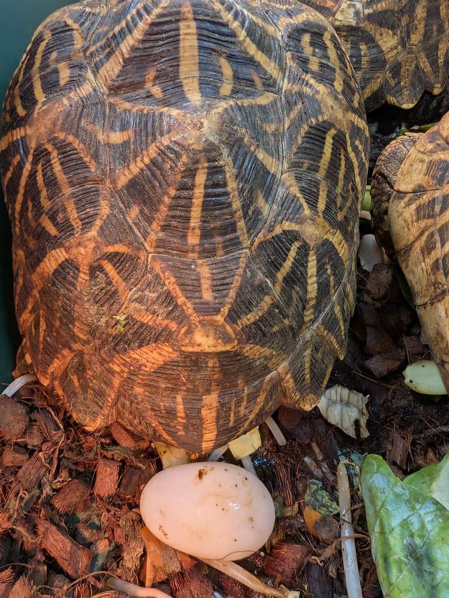 THirase3's tweet photo. うちで飼育しているインドホシガメが産卵を始めました。とりあえず本日2個回収しました😀

My Indian star tortoise has started laying eggs. I collected two today. 😀 https://t.co/dxRTRIX6yw