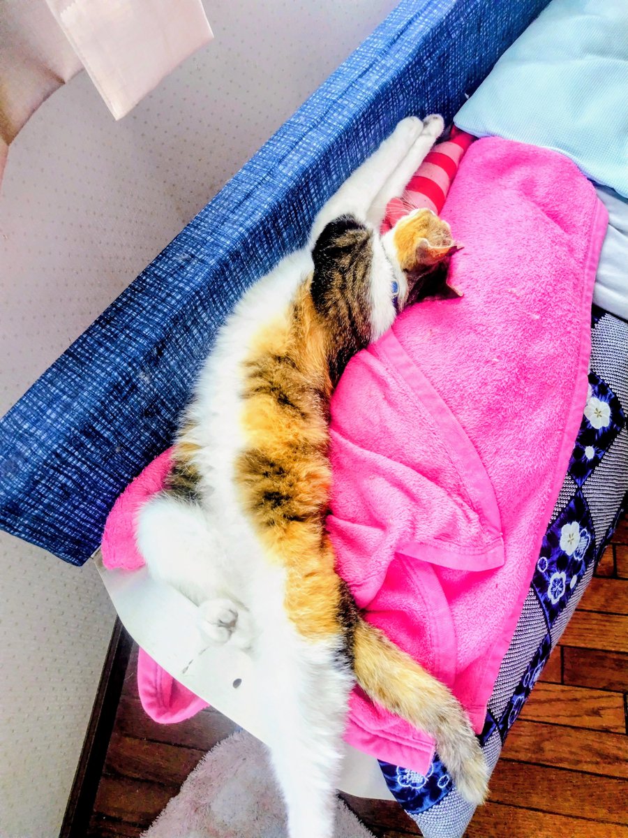CcFpxs's tweet photo. 朝起きたら
毎朝の指定席（私の布団）が
空っぽ🥺

​寂しくて探したら
お昼寝スペースで
見たことないくらい
伸び切って熟睡してました😂笑

​私の布団じゃなくても
そんなに幸せそうなの
ちょっとヤキモチ焼いちゃうぞ
でもこの無防備な姿
可愛すぎて許すしかない🐾

#家庭菜園
#野菜
#猫のいる生活 https://t.co/VRmXY3X7AA