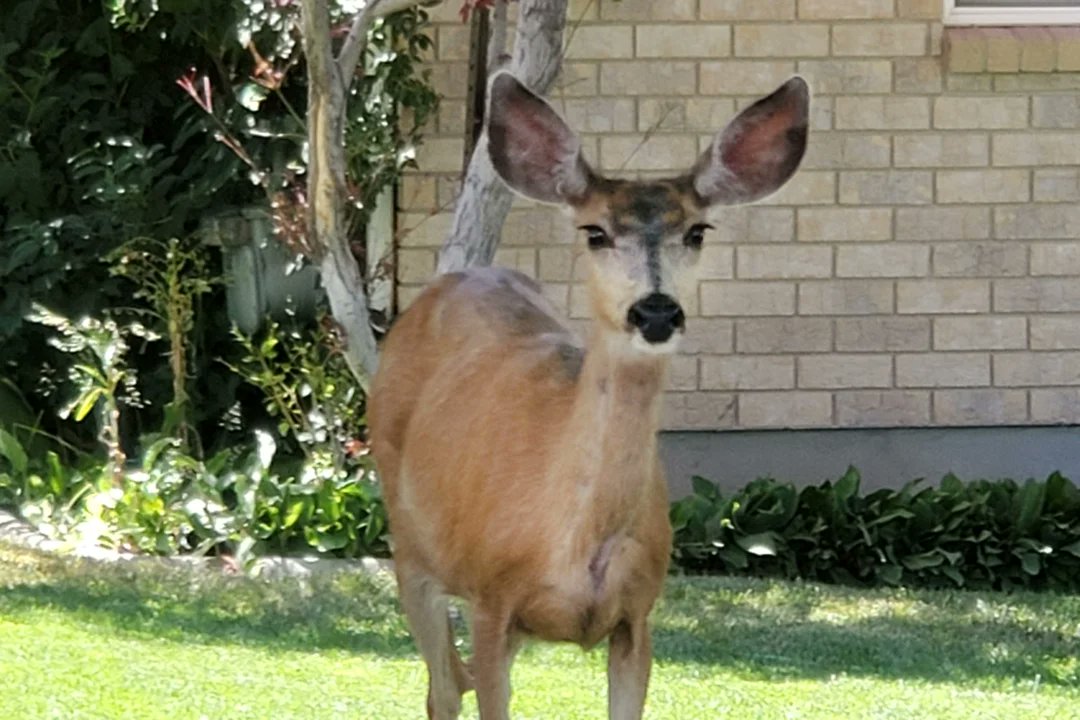 UWCNF's tweet photo. #uwcnf Utah Division of Wildlife Resources (DWR)
Tips to keep deer out of your garden, yard during a drought year
https://t.co/dz95B4w0tj https://t.co/3Xu4f29b0G