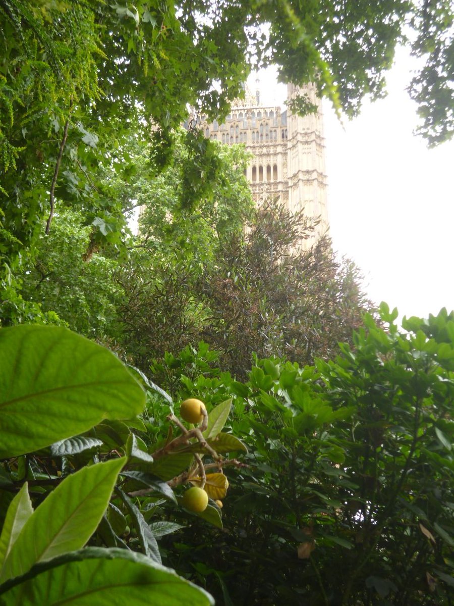 CommGdnsLondon's tweet photo. Exotics at Victoria Tower Gardens @theroyalparks Egyptian goose, ripening loquats and a couple of giant echiums leaning out https://t.co/kBus93hRq3