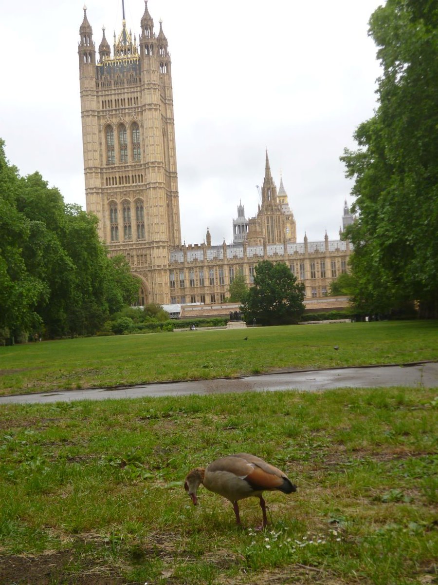 CommGdnsLondon's tweet photo. Exotics at Victoria Tower Gardens @theroyalparks Egyptian goose, ripening loquats and a couple of giant echiums leaning out https://t.co/kBus93hRq3