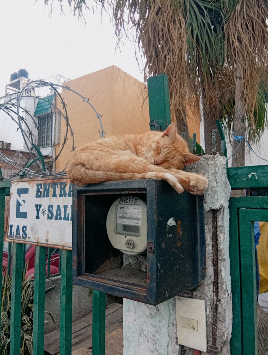 dapeflo40's tweet photo. Vida de patrón. 
#Michis https://t.co/yOHzTBIYuf