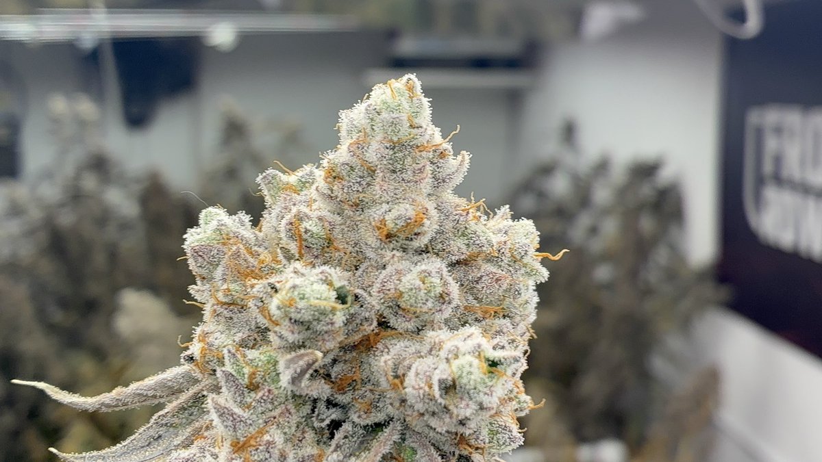 GrassInclass's tweet photo. What a beautiful strain TRICHO JORDAN https://t.co/rJxXUvcVpd