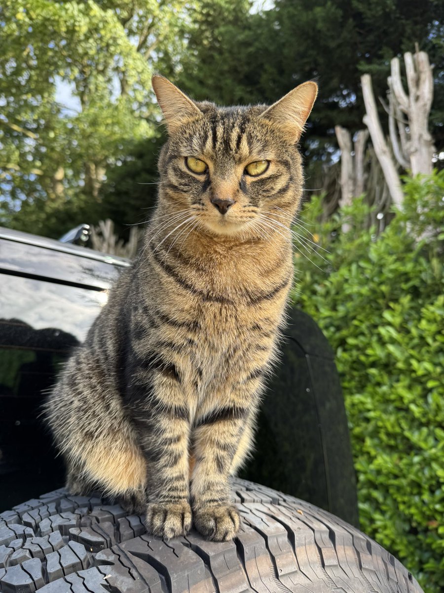freddiecamp's tweet photo. Guarding the Defender. 🐈‍⬛ 👍🏼 https://t.co/iB9egR2fQA