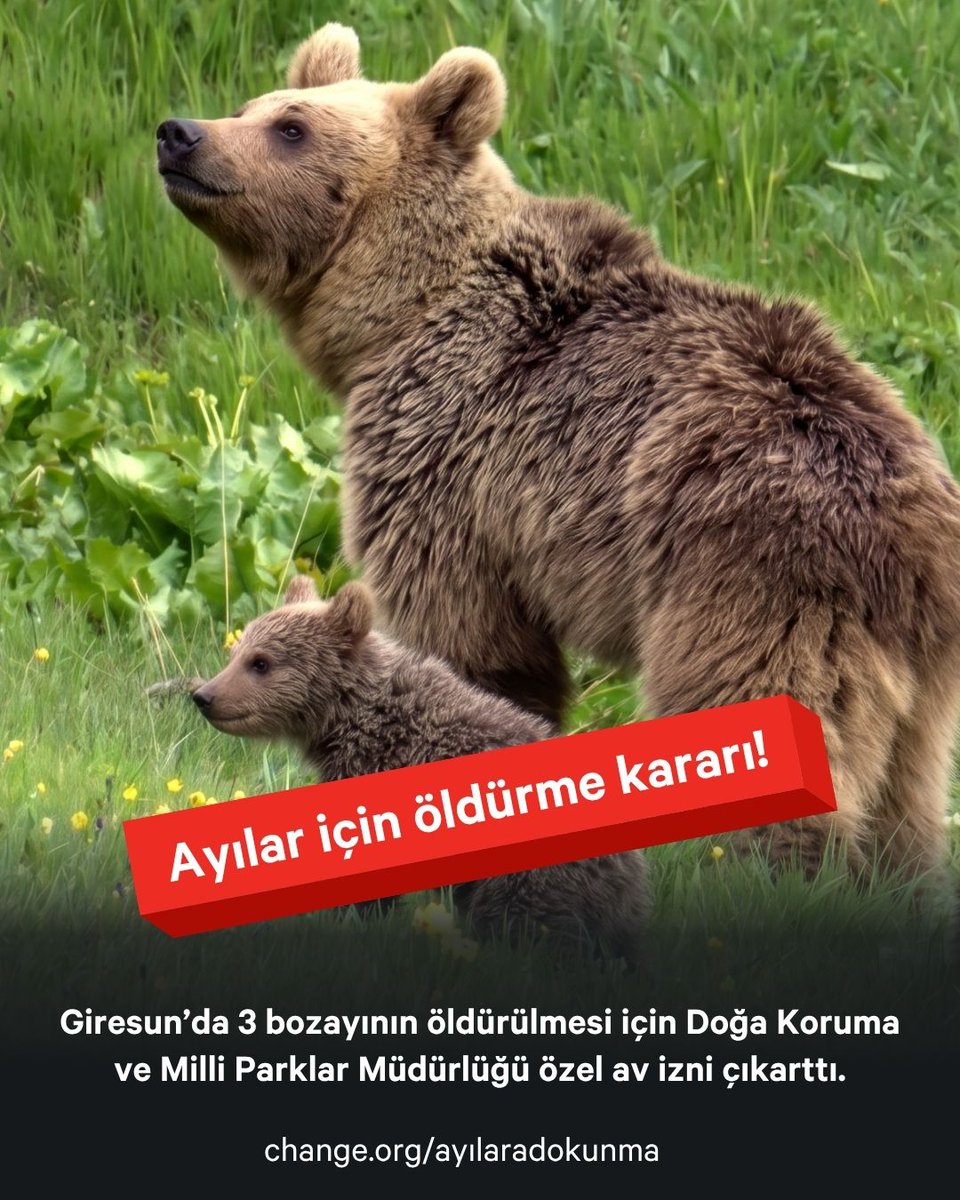 KopekTehlikesi's tweet photo. Ayıları öldürmek için özel av izni çıkarmışlar. Başıboş köpeklere fiske atsan hapse giriyorsun. Köpekleri kutsal yapan ne? @milliparklar @mustafaciftcitr https://t.co/yiNc9xsWSn
