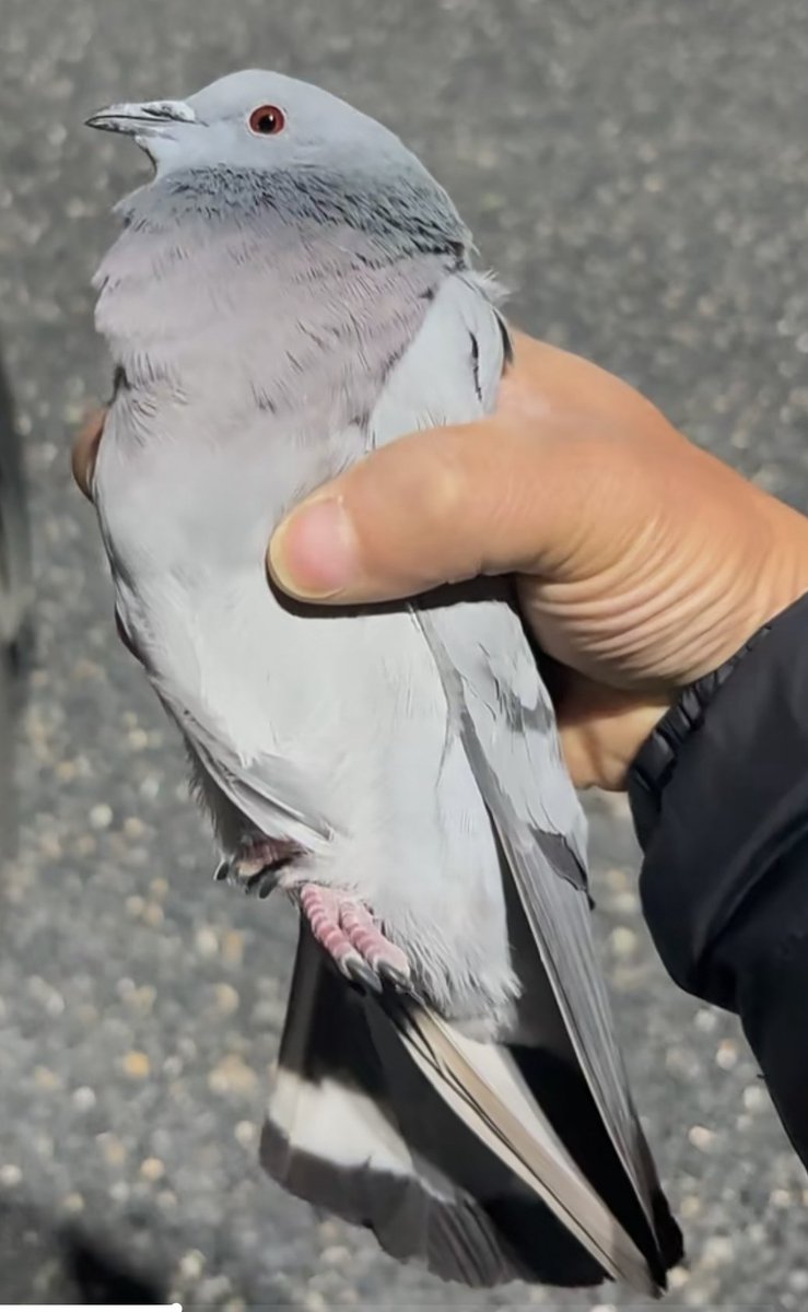 kereruloons's tweet photo. they are smaller than racing pigeons，weighting about 190g to 330g，and they call like shotting little laser gun https://t.co/gU0p0dAvjj