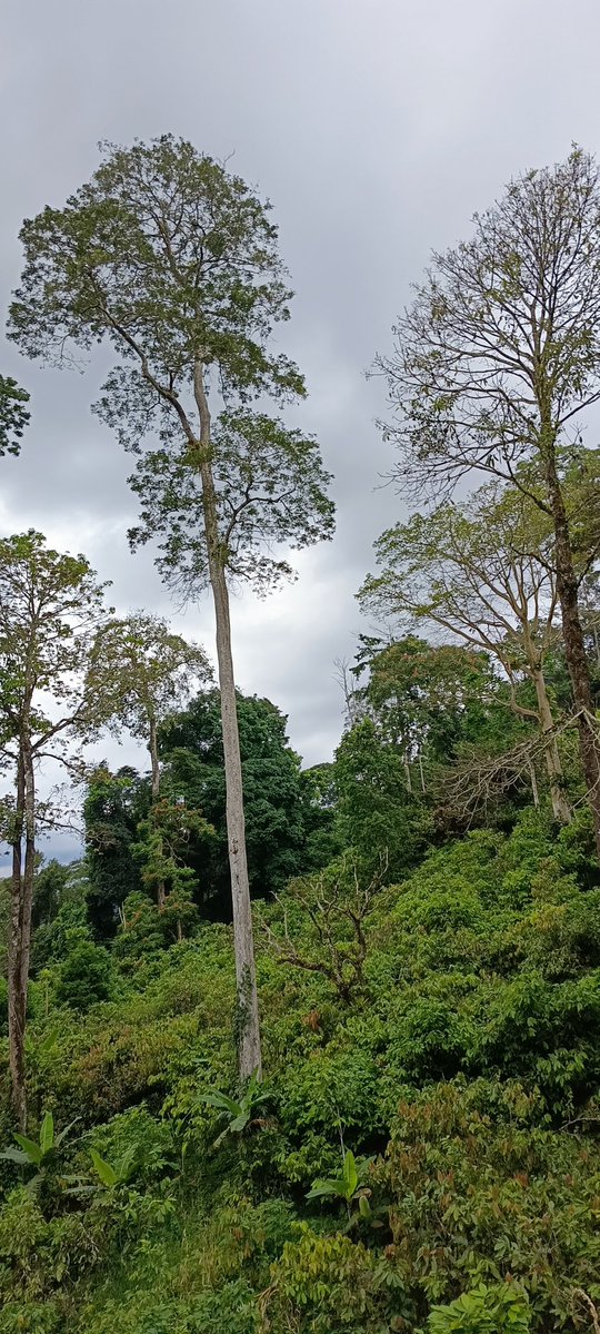 AbiluTangwa's tweet photo. The science is unequivocal: the window for effective response is narrowing. We must drive climate action at every level from individuals to governments. Education must become a universal pillar, implemented across all levels of society. https://t.co/ViZ4W4nSiy