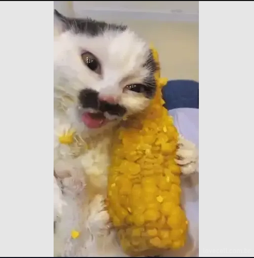 Ydrust_'s tweet photo. Eu assim no almoço que tive com meu time do trabalho hoje https://t.co/fMgd4JsOjj