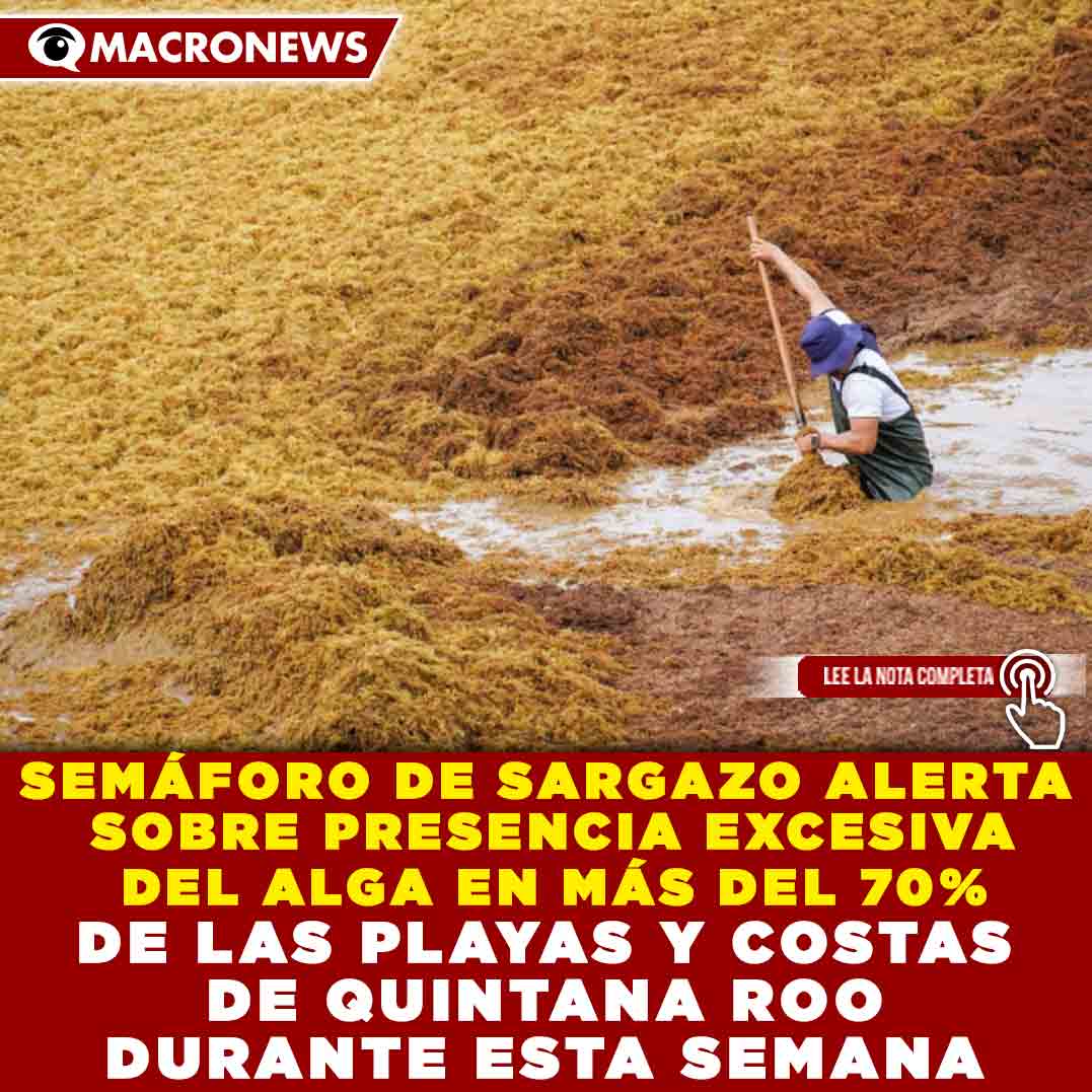 macronews's tweet photo. 🌊☀️ ANTES DE IR A LA PLAYA, consulta las condiciones del litoral. Autoridades mantienen vigilancia constante ante el incremento del recale de algas en destinos turísticos. 🏖️📍 #Sargazo #QuintanaRoo #Playas #Turismo #CaribeMexicano https://t.co/GO8ecwpFlc https://t.co/UOVNCTKVJX