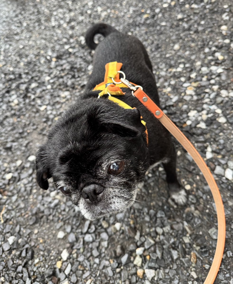 朝ん歩中止しませんか？ の黒パグ #PUG #pug #パグ #黒パグ