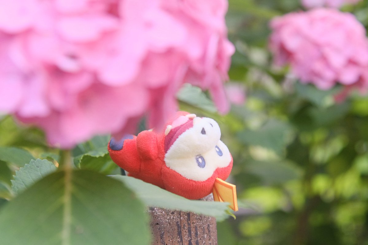 pikaoru's tweet photo. #これを見た人は去年の6月の写真を無言で貼る https://t.co/BFoJR8prV6