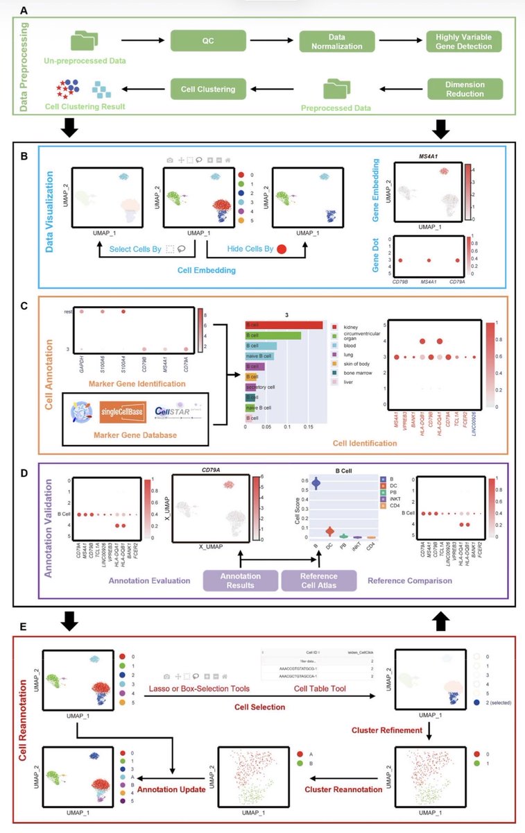 razoralign's tweet photo. CellClick: an interactive platform for adjustable and accurate cell type annotation in single-cell and spatial omics data https://t.co/Oxd6CcdcEs https://t.co/54MjTMBK2L