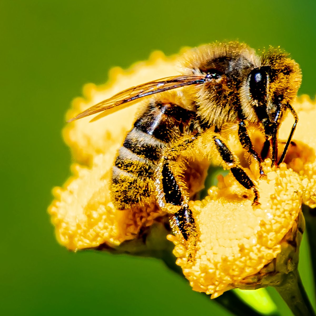 jmg1134's tweet photo. OCCITANIE, TERRE DE CONTRASTES
Entre pollinisation et gourmandise…
Cette abeille a l’air d’avoir bon appétit!
#abeille #nature #pollinisation #occitanie #wildlife https://t.co/dR8xNW29uV