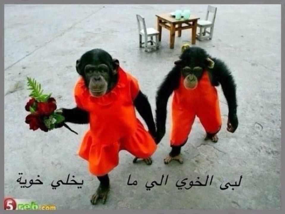A10_rt's tweet photo. عودة العلاقات 😻 https://t.co/U1D7lFyHME