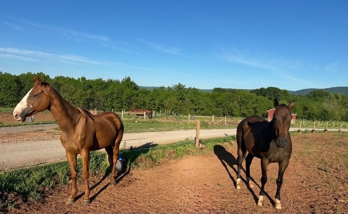 RACEFund's tweet photo. ❤️❤️‍🩹❤️❤️‍🩹👉 Update! French Vanilla (IN)and Toast to Love (MD) are doing good in quarantine so far. It is still early in the process but hopefully they will get through it without a hitch. Such sweet girls! ❤️❤️ https://t.co/WLYUXwdq1t