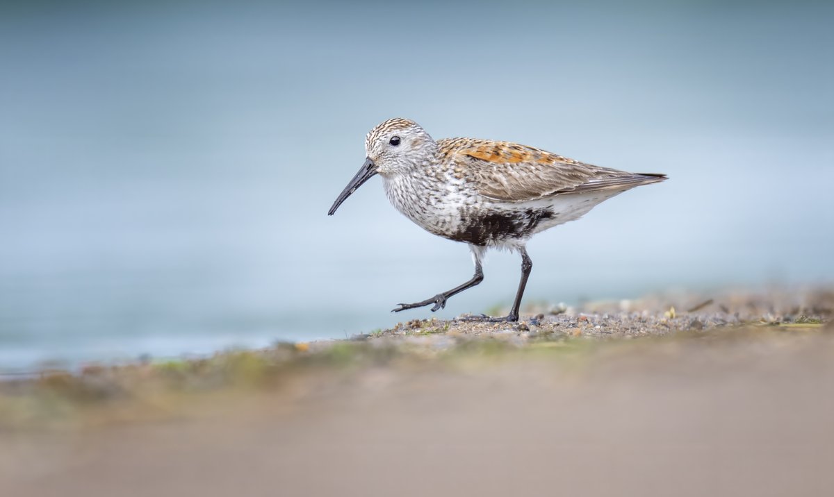 JocAPhotography's tweet photo. My first time seeing a Dunlin in breeding plumage. I've only seen them in non-breeding plumage when they migrate through in the Fall. They get their name from their non-breeding plumage, which is a grayish-brown color often called "dun." https://t.co/pkUfOYWbrT