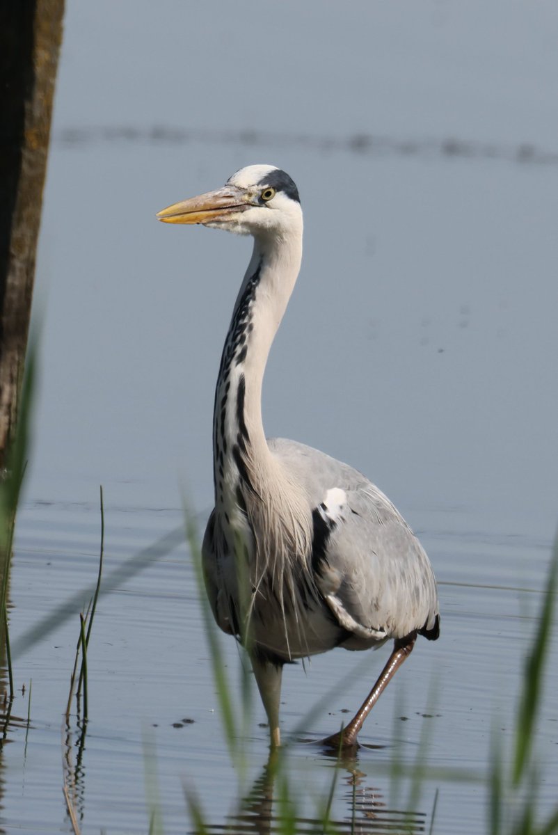 cranky1456's tweet photo. Time for #WaderWednesday from @WWTSlimbridge last month, included is a Avocet and reflection, Grey Heron, Black-tailed Godwits &amp; Common Crane.

#birds @BBCSpringwatch #ECK #ukbirding @CanonUKandIE @WWTworldwide #CanonR5mkii #BirdLife #birdphotography #WaderLife #naturephotography https://t.co/dyArOHw7hg