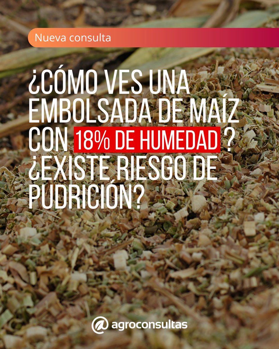 agroconsultas's tweet photo. 🌽 ¿Embolsada con riesgo de pudrición?
Asesorate con uno de los mejores expertos en engorde 🐄
Accedé a la respuesta de Darío Colombatto aquí https://t.co/Oc3Zs5Ke82
#Bovinos #Maiz #Engorde #Embolsada https://t.co/7Mtx4DTUPx