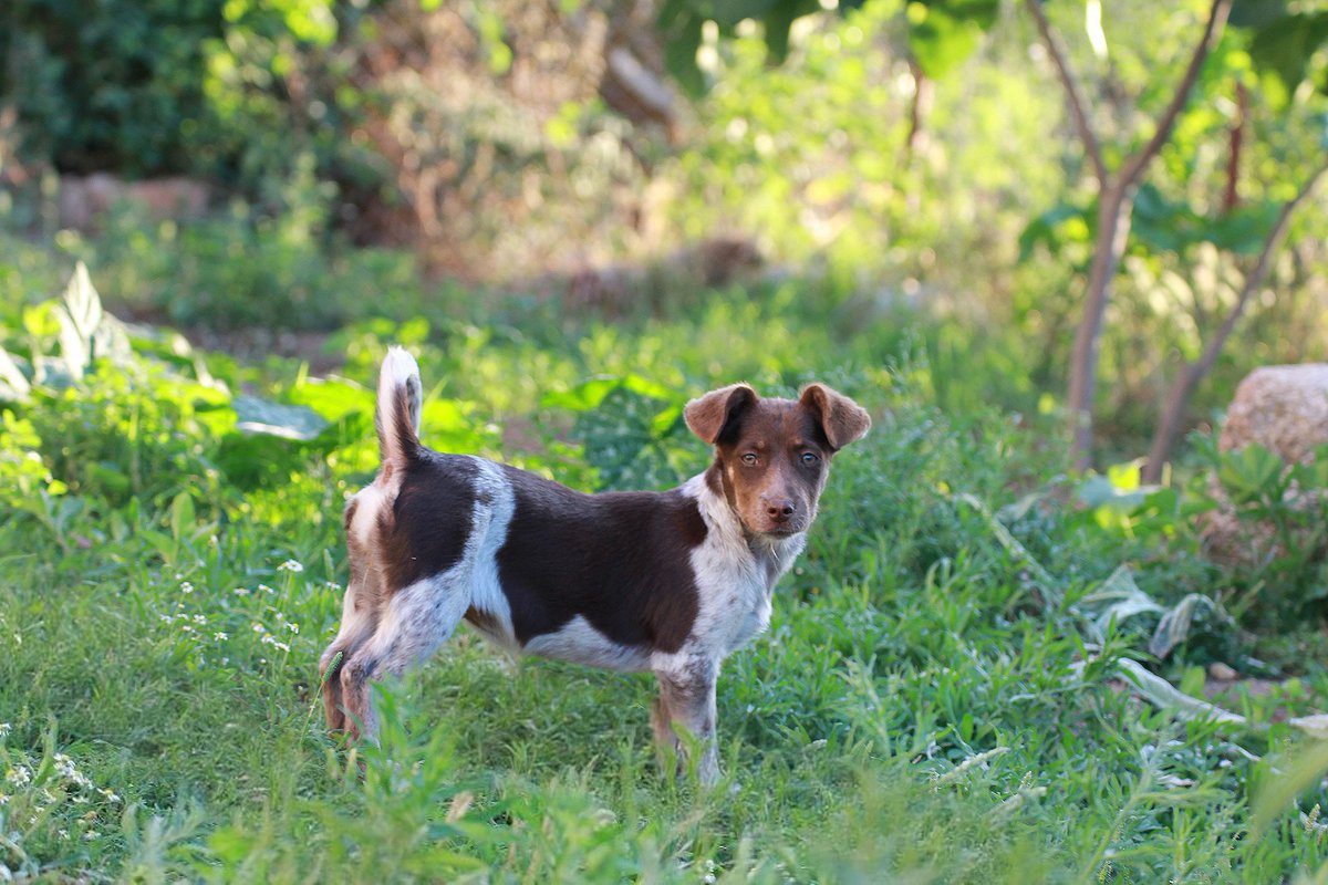 FilimciKoy's tweet photo. Ailemizin yeni üyesi: FINDIK 🐶

Kendisi senaryo yazmaz, kamera kullanmaz, kurgu yapmaz, müzikten anlamaz.
Mikrofon bile tutmaz, tutsa da geri getirmez. :)
Ama çok güzel moral verir, neşelendirir.
Belki bir gün oyuncu olur, kim bilir?

Bi maşallahınızı alırız. :) 🧿🙏❤ https://t.co/H4Aj2R0Tsg