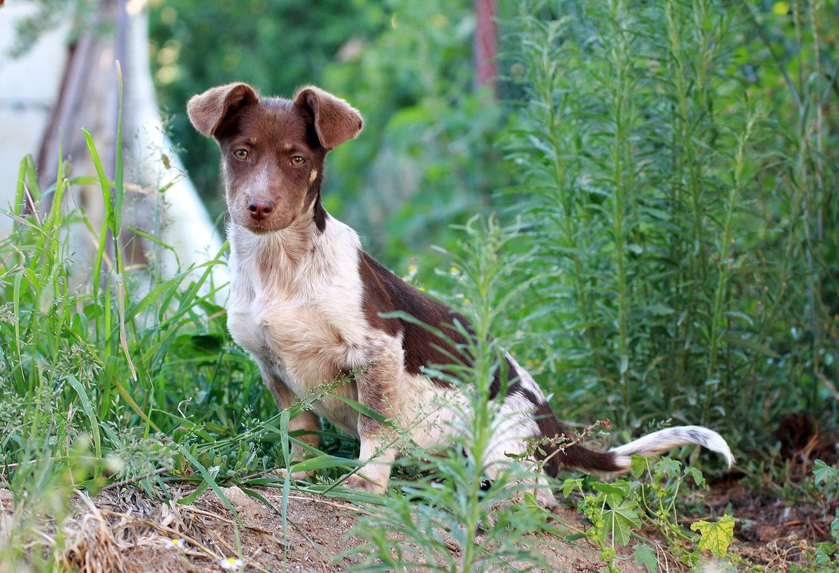 FilimciKoy's tweet photo. Ailemizin yeni üyesi: FINDIK 🐶

Kendisi senaryo yazmaz, kamera kullanmaz, kurgu yapmaz, müzikten anlamaz.
Mikrofon bile tutmaz, tutsa da geri getirmez. :)
Ama çok güzel moral verir, neşelendirir.
Belki bir gün oyuncu olur, kim bilir?

Bi maşallahınızı alırız. :) 🧿🙏❤ https://t.co/H4Aj2R0Tsg