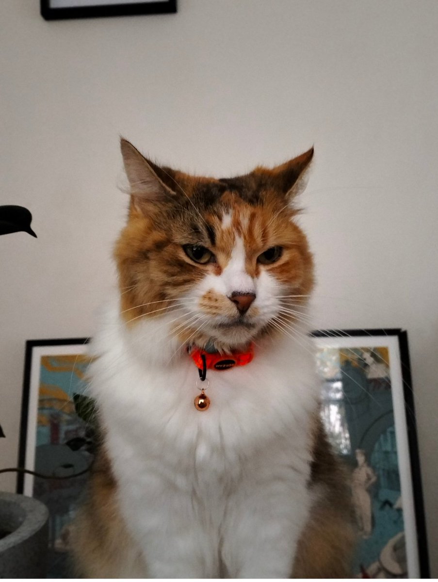 SerkanTheWriter's tweet photo. One cat mysteriously disappearing into the ether may be bad luck, but two disappearing in the space of just 18 months isn't probably a coincidence.

Please be on the lookout for my friend Supernova who has gone missing from Sydney's inner-west, feared stolen.

My heart is crushed https://t.co/Q1iCi2gxyY