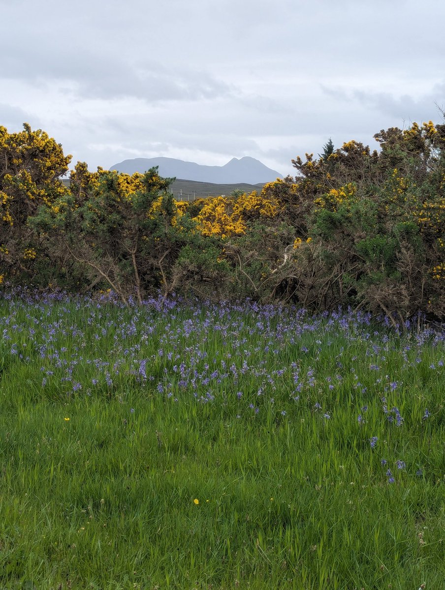 RedRiverCroft's tweet photo. I love seeing the croft come to life, revealing old stories, full of hope for the future. On the high steep river terrace are dozens of pretty pink heath spotted orchids, on the modern rapidly rewilding riverbank, bluebells (memories of old woodland) &amp; broad-leaved marsh orchids. https://t.co/14kUQP2qw7