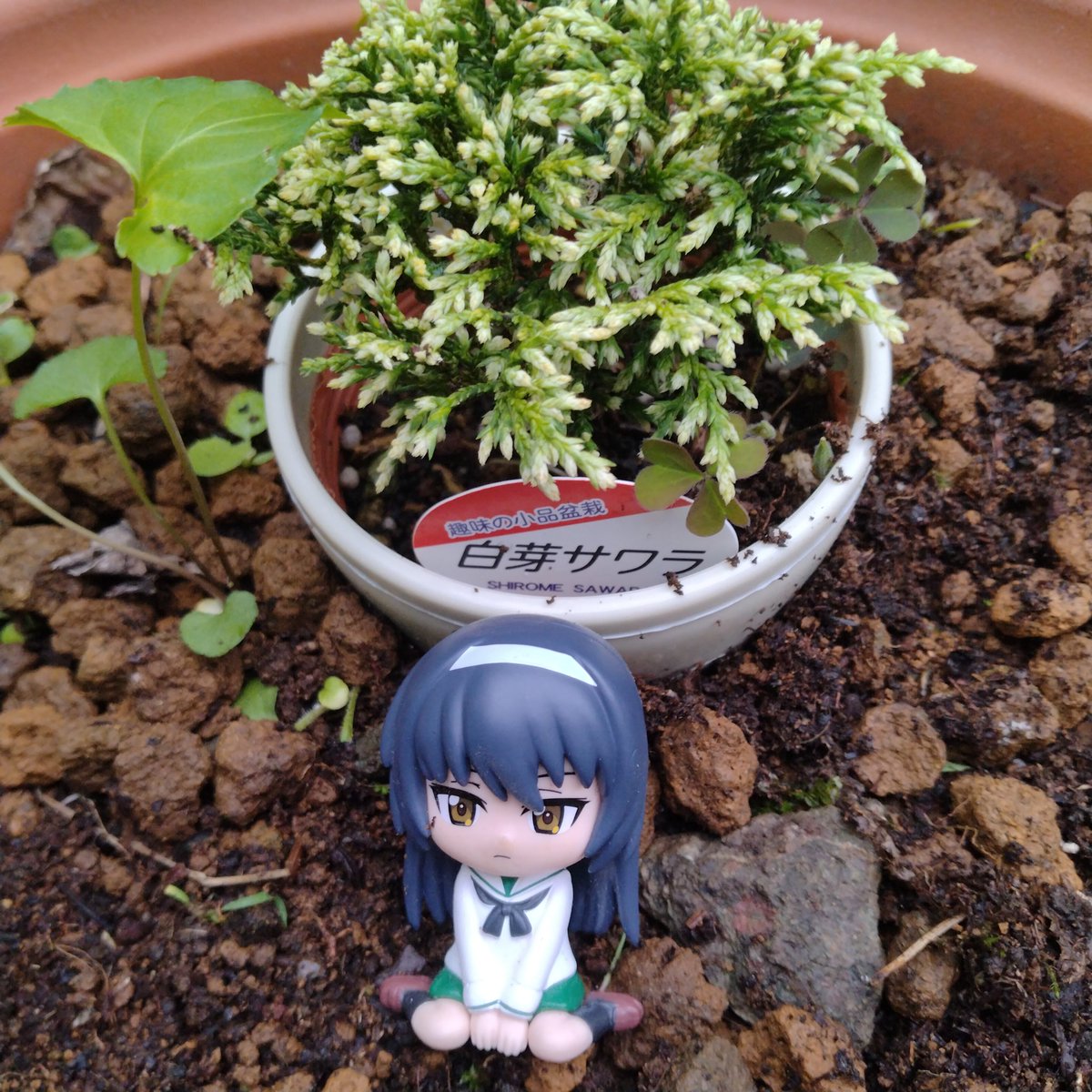 melonbreadxxxx's tweet photo. こちらもミニ盆栽。 https://t.co/tHc8Wigrsi