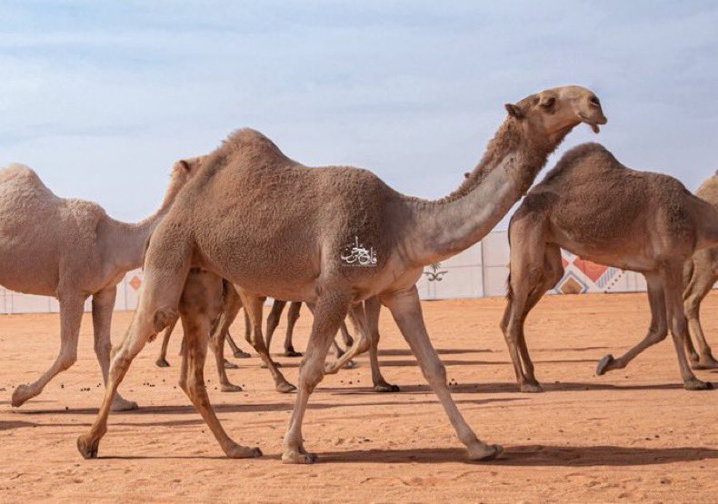 ابن مصلح tweet media