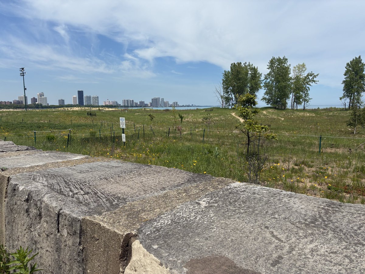 ChrisBrandt8's tweet photo. I saw a deer on Montrose Beach today. https://t.co/TmnTXJBwuR