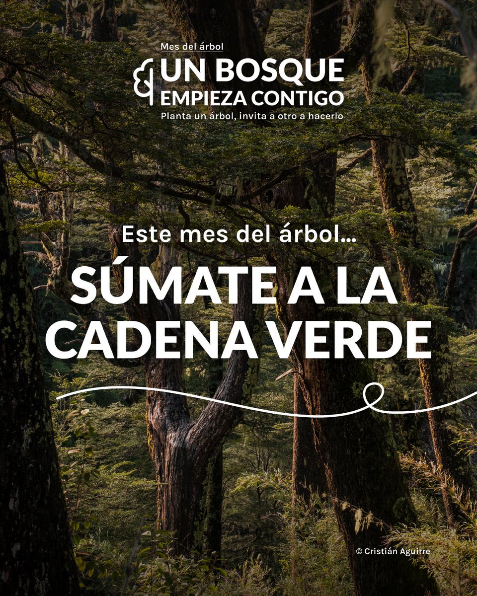 Reforestemos_'s tweet photo. ¿A quién vas a desafiar hoy para cambiar el planeta? 🤝🌳

Este #MesDelÁrbol no nos quedamos de brazos cruzados. Queremos que seas el inicio de algo gigante:

👇 Etiqueta en los comentarios a esa persona que vas a desafiar a sumarse a la #CadenaVerde. https://t.co/j8VfHYtKCF