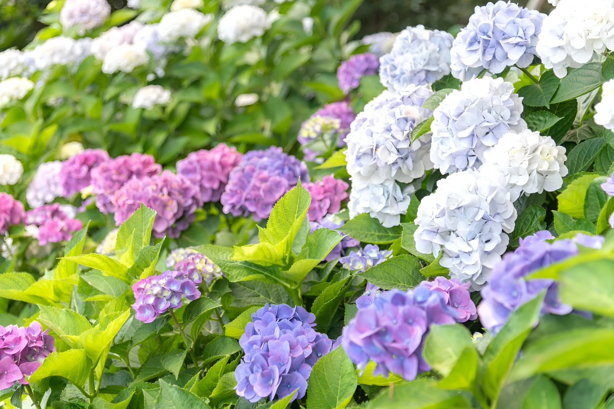 427Tenma's tweet photo. おはようございます。
今日の札幌曇り時々晴れ、
気温１９度、
やっと正常に戻りました。
辛かった三日間を思えば、
天国ですね。
でも、地獄も待って居ました。
面倒な仕事が一件、
まぁこっちで出来るので、
大した事無いですけど、イヤですね。
画像は、アジサイ。フリー画像です。
って事で、今日も宜しくお願い致します。