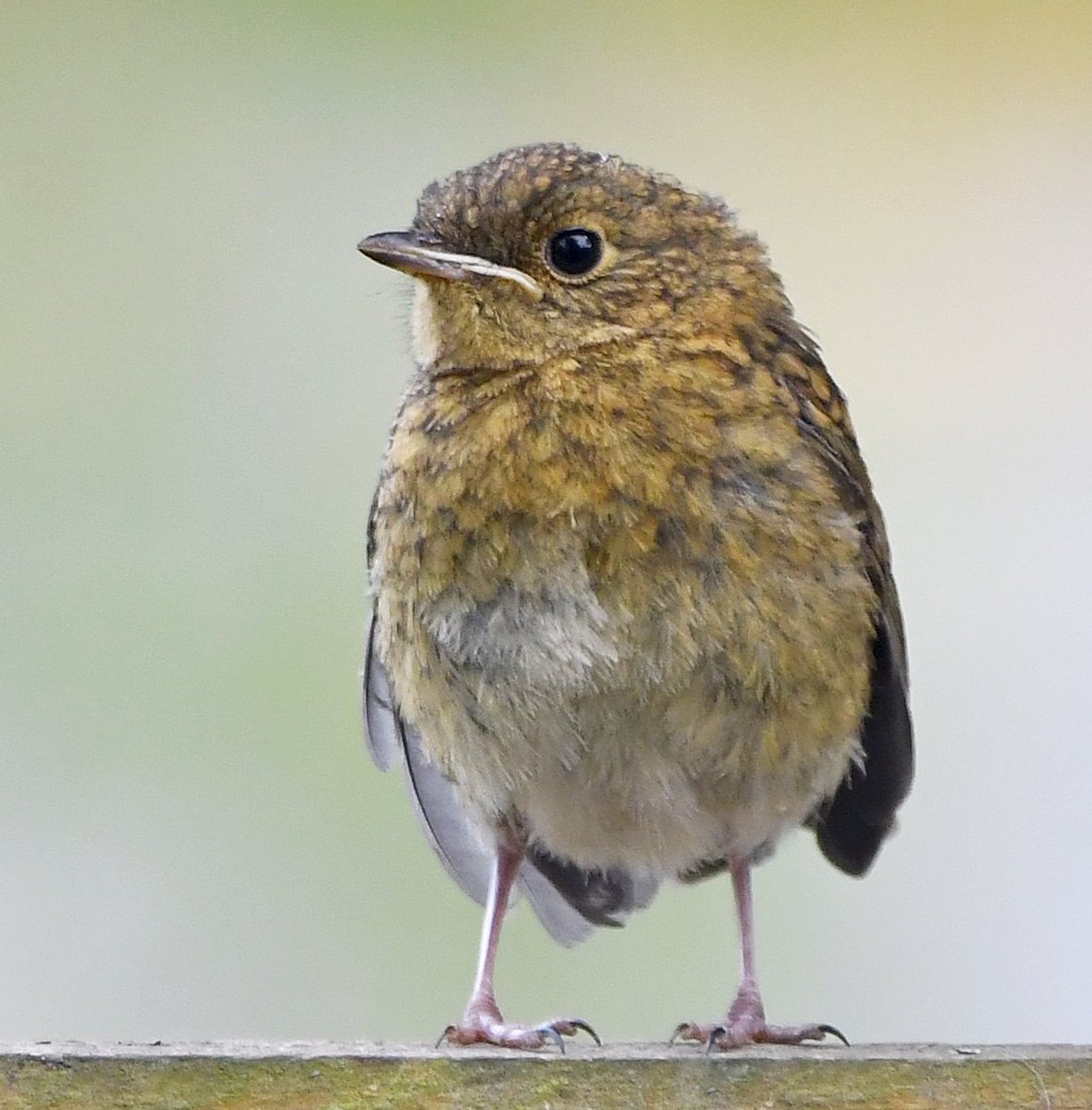 CarlBovisNature's tweet photo. Juvenile Robin on our back fence! 😍😊🐦 https://t.co/1KPqYZQQ8N
