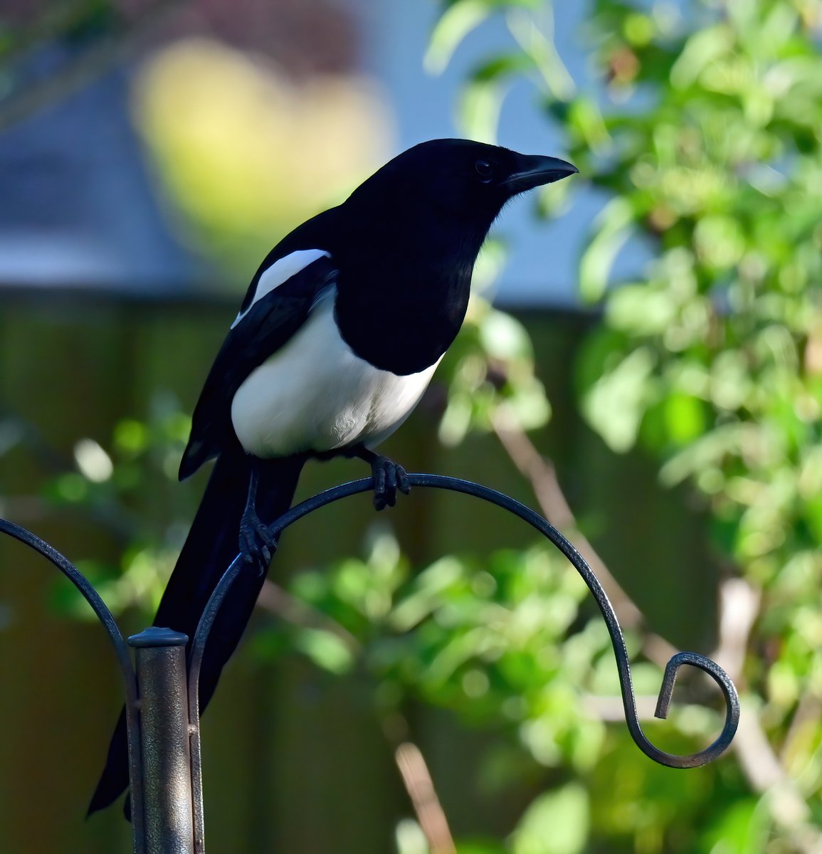 CarlBovisNature's tweet photo. Magpie in my Somerset garden last week. 😍😊🐦 https://t.co/ST8XtegKza