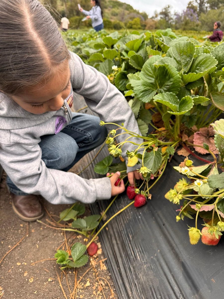 srdlcs's tweet photo. 1/3

Field Trip Highlights!🎉

🍓 TK–3rd Grades picked strawberries at Underwood Farms
📚 6th Grade visited the San Fernando library&amp; 🚒1st Grade toured the fire station (Book Mania Prizes)
⛪ Altar Servers toured the Los Angeles Cathedral

Learning &amp; fun beyond the classroom!😄 https://t.co/PusMLOnhBa