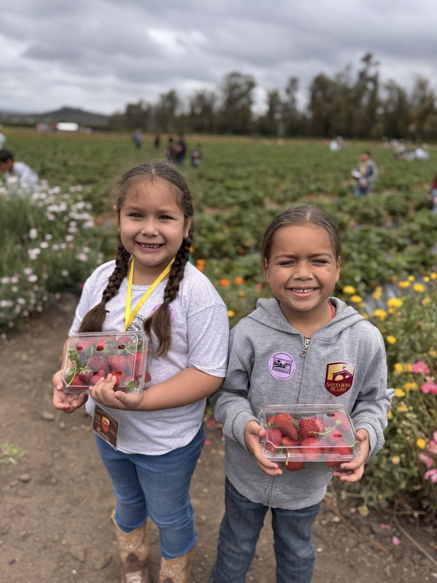 srdlcs's tweet photo. 1/3

Field Trip Highlights!🎉

🍓 TK–3rd Grades picked strawberries at Underwood Farms
📚 6th Grade visited the San Fernando library&amp; 🚒1st Grade toured the fire station (Book Mania Prizes)
⛪ Altar Servers toured the Los Angeles Cathedral

Learning &amp; fun beyond the classroom!😄 https://t.co/PusMLOnhBa