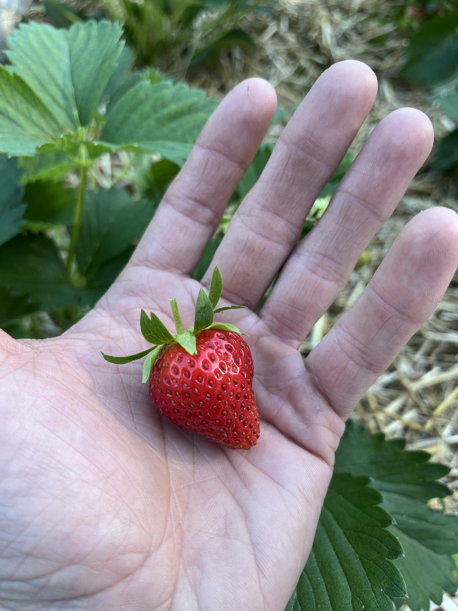Hartlander_'s tweet photo. First one of the season. https://t.co/jmeXvUZb0o