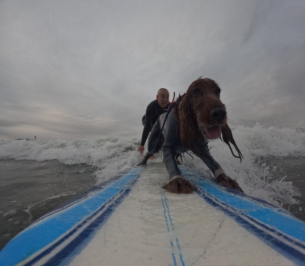 Surfing_Dog's tweet photo. 2026.6.4
ハッピータンデムサーフィン♪
#goprodog #hero13black
#goprojp 
#goproのある生活
#wavestorm #stormblade
#bambina #アイリッシュセター #irishsetter 
#サーフドッグ #サーフィン犬
#サーファー犬 #ドッグサーフィン
#波乗り犬 https://t.co/l26m0PYUE4