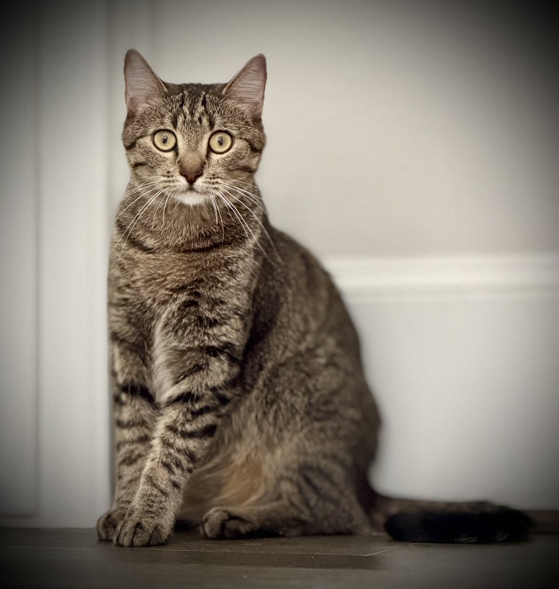 PeloJase's tweet photo. June 3rd #CatContent https://t.co/KHaQ1bAUsO
