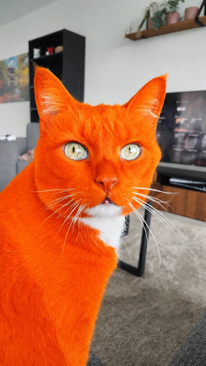 vnctdd's tweet photo. Kom ik net thuis, zie ik mijn kat zitten. Heeft hij ineens oranjekoorts #oranjeprofielfoto https://t.co/8nDG55qPDh