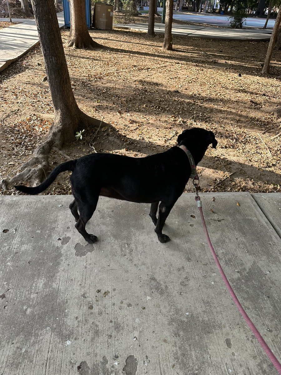 dfloresvla's tweet photo. Morning walk with the girls 🐾 🐾 https://t.co/fVDyLY2kEY