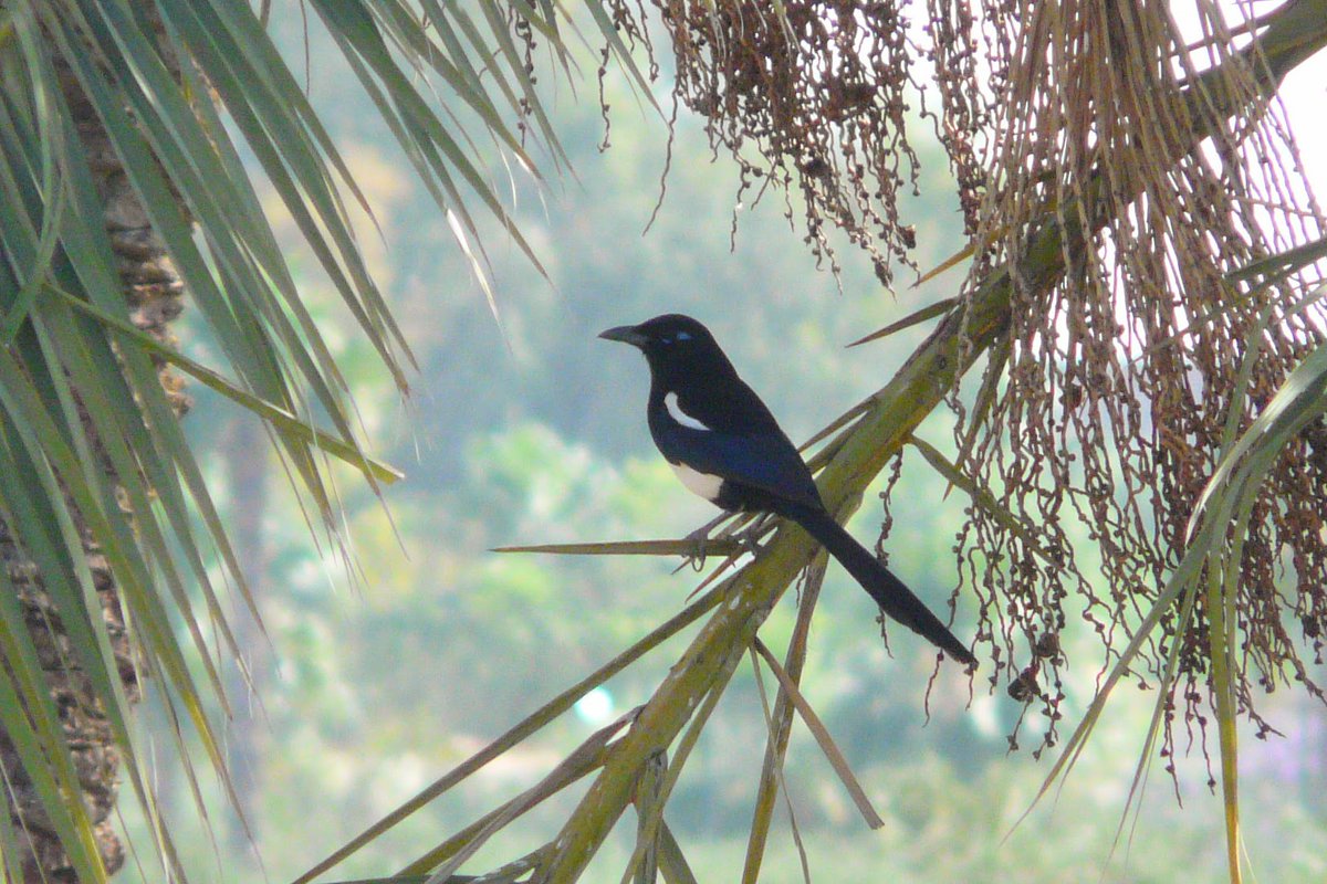 DFoyLiv's tweet photo. Dragged Gaynor around Menara Gardens #Marrakech this AM, amazing place &amp; great birds; Maghreb Magpie, Spotless Starling, Woodchat &amp; Iberian Grey Shrikes (algeriensis), Booted Eagle, House Finch, Common Bulbul, Little &amp; Palid Swifts, RR Swallow #BirdingMoroccow #Birding https://t.co/qtmry99T10