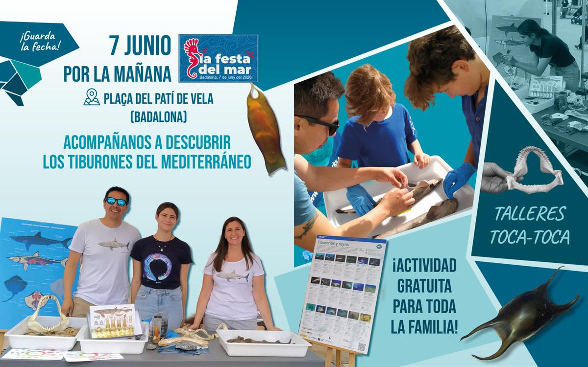 Cat_Sharks's tweet photo. ¿Sabías que en nuestras playas podemos encontrar diferentes especies de tiburones y rayas? 

🦈 ¡Ven a conocerlos de primera mano!

Te lo contamos en este #hilo 👇🧶

#Ciencia #Biología #Divulgación #Mediterráneo https://t.co/XT7a7RAWoX
