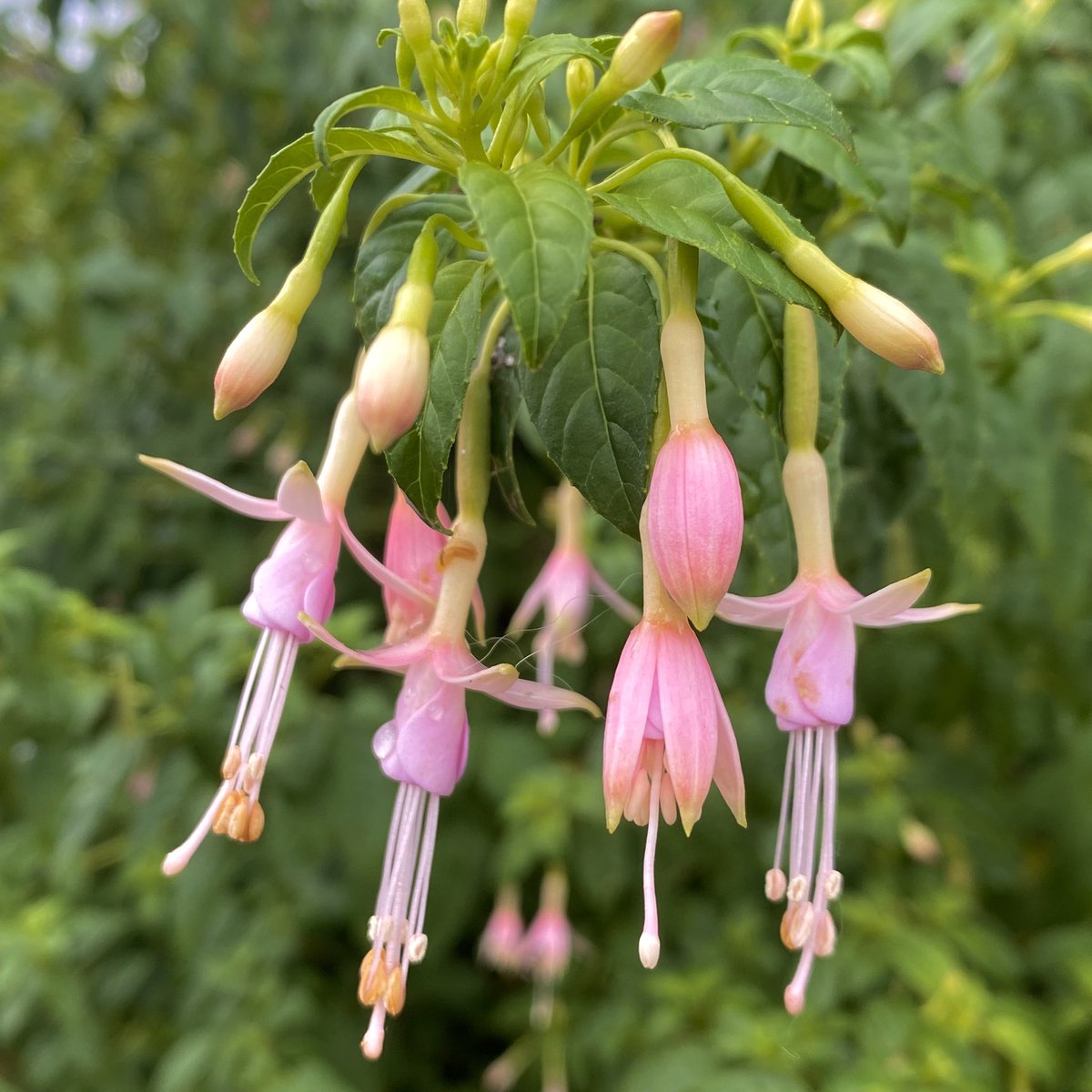 tigsisback's tweet photo. day 76 of making you all choose a flower pic so that i can justify taking so many (fuchsia edition) https://t.co/9PcIGV1puT