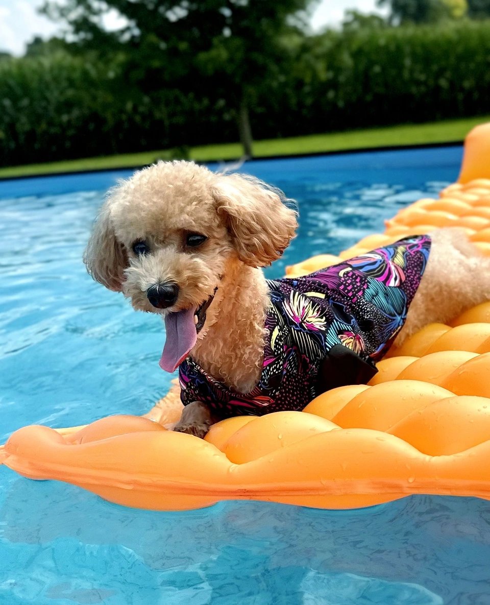 ModernDogMag's tweet photo. Happy #TongueOutTuesday! Who's ready for some Summer adventures with their canine bestie? 🐶🙋‍♀️🐾⁠
⁠
📸: Poppy and her human, Hannah!⁠
⁠
#moderndog #moderndogmagazine #dog #dogs #cute #woof #doglovers #dogloversclub #doglife #dogoftheday #pets #dogsofx https://t.co/fxBumwB4lU