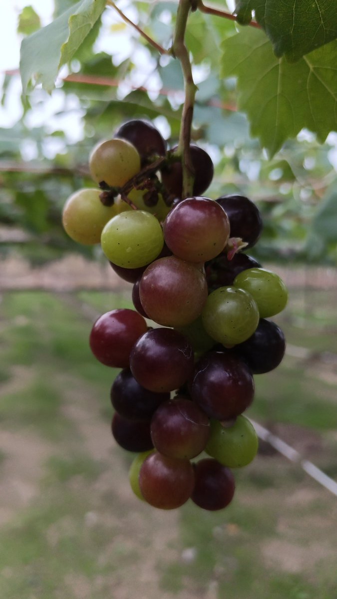 RetsonTedheke01's tweet photo. #NigeriaFarms: Money Will Come in Agricultural Productivity, But What Have You Built To Sustain Growth? 

For 10years, NFGCS FARM ESTATE Has Built A Community Farm Project Now Valued More Than N10billion, Paid Investors Over N2billion but Has Not Returned Profit Yet! 

Now, That is About to Change. 

We are Expected to Begin Returning about N500million Annually from 2028. That is 12years of Hard work with no Return  For The Project Managers but Hope, Belief, Expectations and Insane Madness on Behalf of The Promoters! 

There are No Miracles in Agriculture, Just Pure Hard work With Defiant Commitment,  Undying Loyalty to Staying the Cause No Matter The Pain! 

Remember, Nigeria Must Farm For Nigeria to Work! 

Evening Pictures From Nigeria Farmers Group & Cooperative Society Farm Estate in GA'ATE, Kokona LGA, Nasarawa State!