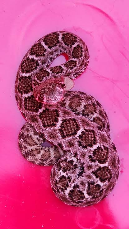 OwoBalo's tweet photo. In USA: 

If you find a snake inside your house in Arlington, Texas, it is usually a harmless garden snake that wandered in, but you should still treat it as potentially dangerous. Most importantly, keep your pets and children away from the area, and do not attempt to kill or handle the snake yourself. 

In Nigeria?