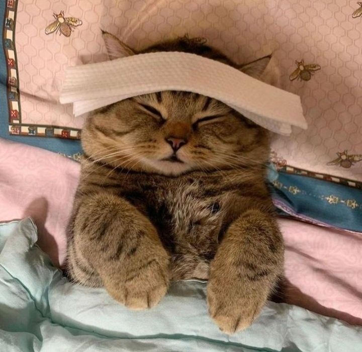 nekocatts tweet picture
