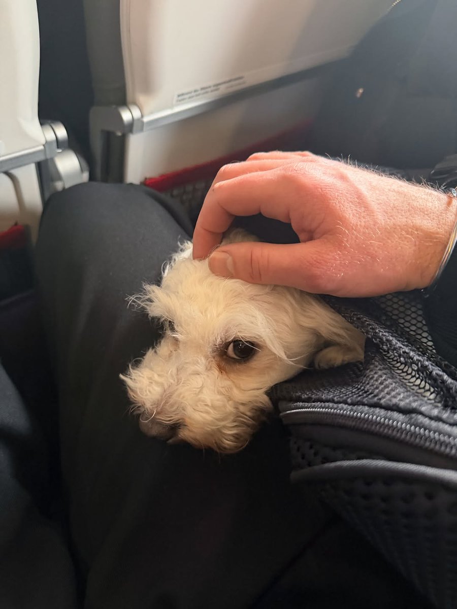 Pilotpatrick_02's tweet photo. My best friend has four legs, a wagging tail, and the biggest heart. ❤️🐾 #Coco
#pilotpatrick #pilotlife #aviation https://t.co/6AkND9Es4w